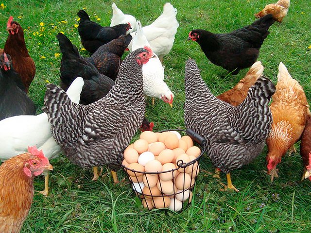 Содержание кур и уход за ними | ЗооТом - продажа, вязка и услуги для животных в Ожерелье
