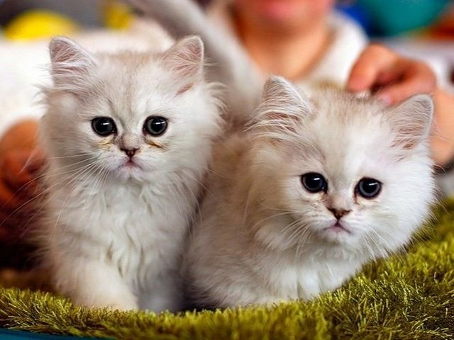 Породы кошек в Ожерелье | ЗооТом портал о животных