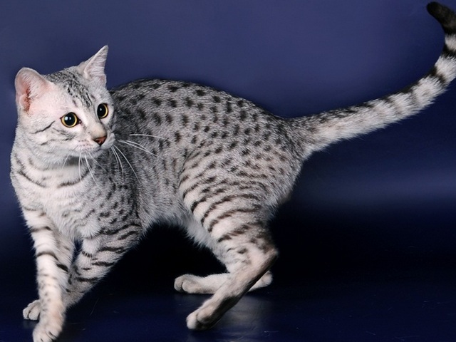 Породы кошек в Ожерелье | ЗооТом портал о животных