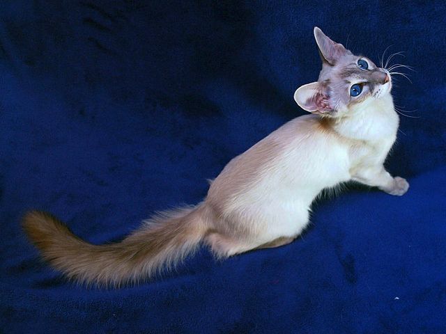 Выведенные породы кошек в Ожерелье | ЗооТом портал о животных