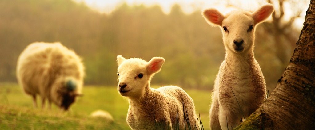 Объявления о сельскохозяйственных животных | ЗооТом - продажа, вязка и услуги для животных в Ожерелье