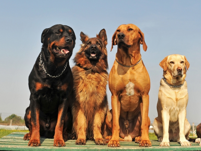 Крупные породы собак в Ожерелье | ЗооТом портал о животных