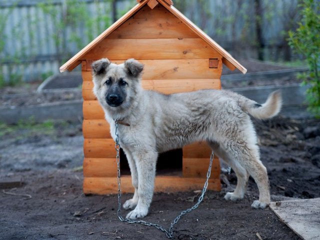 Все о собаках в Ожерелье Все о собаках в Ожерелье